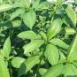200 PCS Seeds Jute Saluyot, Koshta, Molokhia, Egyptian spinach