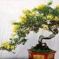 200 PCS Seeds Potentilla Fruticosa Flowerpot Plant Fruticosa Bonsai Plant Roots