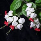 40 PCS Seeds Rare Clerodendrum thomsoniae Balf Seeds for Garden Flower Bonsai