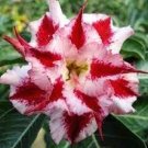 4 PCS Seeds Adenium Whitish Red Petal Flower