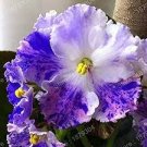 100 PCS Seeds Purple Small Colorful Rare African Flower Garden Perennial Herb Indoor Plants