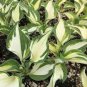 400 PCS Seeds Hosta Plants Perennials Plantain Flower