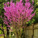 60 PCS Seeds Bauhinia Cercis chinensis