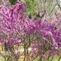 60 PCS Seeds Bauhinia Cercis chinensis