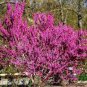 60 PCS Seeds Bauhinia Cercis chinensis