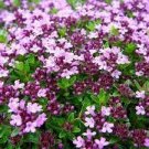 200 PCS Seeds Creeping Thyme Bonsai Perfect for Flower