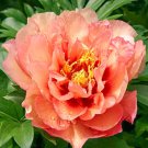 10 PCS Seeds 'Kopper Kettle' Orange Peony Tree