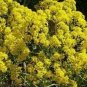 400 PCS Seeds Traditional Medicine Herb Isatis Tinctoria