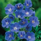 60 PCS Seeds Blue Geranium Bonsai Perennial Rare Flower 60 PCS Seeds Blue Geranium Bonsai Perennial Rare Flower