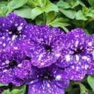 400 PCS Seeds Bonsai Petunia Garden Bonsai Moon Night Sky Double Purple Flowers
