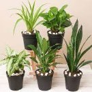 100 PCS Seeds Bonsai Tree Yucca Bonsai