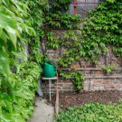 200 PCS Seeds Boston Ivy Plants Rare and Original Japanese Creeper Plants 200 PCS Seeds Boston Ivy Plants Rare and Original Japanese Creeper Plants