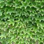 200 PCS Seeds Boston Ivy Plants Rare and Original Japanese Creeper Plants