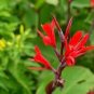 10 PCS Seeds Canna Edulis