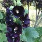 200 PCS Seeds Double Hollyhock Flower Bonsai