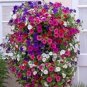 400 PCS Seeds Hanging Petunia Bonsai Flower Blue