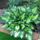 200 PCS Seeds Hosta 'Whirl Wind' Flower