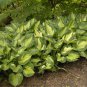 200 PCS Seeds Hosta 'Whirl Wind' Flower