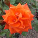 20 PCS Seeds 'Orange Parfait' Orange Perennial Flowers 20 PCS Seeds 'Orange Parfait' Orange Perennial Flowers