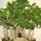 10 PCS Seeds Peepal Ficus Religiosa Bonsai 10 PCS Seeds Peepal Ficus Religiosa Bonsai