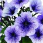 200 PCS Seeds Petenia Bonsai, Mini Seed Flower