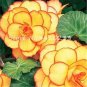 100 PCS Seeds Bonsai Mixed Rieger Begonias Beautiful Bonsai Multi-Flap Flower