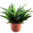 1000 PCS Seeds Charming Aloe Mix Excellent Houseplants Succulent Aloe Vera