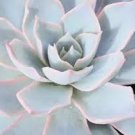 200 PCS Seeds Echeveria Desmetiana Bonsai Rare Succulent Plant