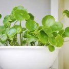 60 PCS Seeds Hydrocotyle Vulgaris Aquatic Plants Money Grass Coins Grass Bonsai