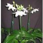 200 PCS Seeds Mixed Eucharis Grandiflora Bonsai