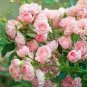 600 PCS Seeds Rare Rose Tree Rosa Flower Mini Climbing Rose