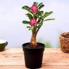 20 PCS Seeds White Desert Rose Bonsai Ornamental Plant