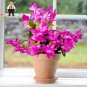 400 PCS Seeds Zygocactus Truncatus Plants Rare Schlumbergera Plants Orchid Bonsai