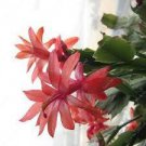400 PCS Seeds Zygocactus Truncatus Plants Rare Schlumbergera Plants Orchid Bonsai