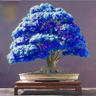 40 PCS Seeds Blue Maple Tree 40 PCS Seeds Blue Maple Tree