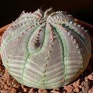 200 PCS Seeds Euphorbia obesa Basketball Sea Urchin Bonsai