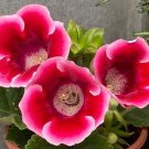 200 PCS Seeds Gloxinia Plants 3 Colors Available 200 PCS Seeds Gloxinia Plants 3 Colors Available