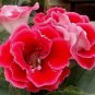 200 PCS Seeds Gloxinia Plants 3 Colors Available