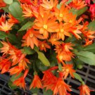 200 PCS Seeds Hanging Schlumbergera Zygocactus Flores