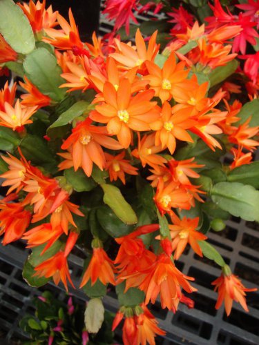 200 PCS Seeds Hanging Schlumbergera Zygocactus Flores