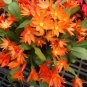 200 PCS Seeds Hanging Schlumbergera Zygocactus Flores