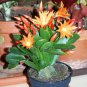 200 PCS Seeds Hanging Schlumbergera Zygocactus Flores