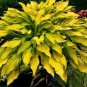 400 PCS Seeds Hosta Bonsai Perennials Plantain Rare Lily Flower