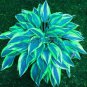 400 PCS Seeds Hosta Bonsai Perennials Plantain Rare Lily Flower