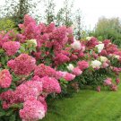 40 PCS Seeds Hydrangea Bonsai Mixed Color Japan