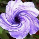200 PCS Seeds Petunia Flower - Purple White Bicolor Flowers
