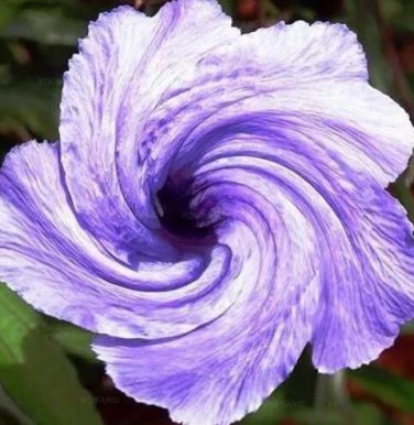 200 PCS Seeds Petunia Flower - Purple White Bicolor Flowers