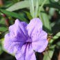200 PCS Seeds Petunia Flower - Purple White Bicolor Flowers