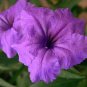 200 PCS Seeds Petunia Flower - Purple White Bicolor Flowers