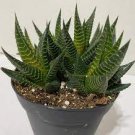 400 PCS Seeds Rainbow Aloe Bonsai Mixed Excellent Succulent Plants